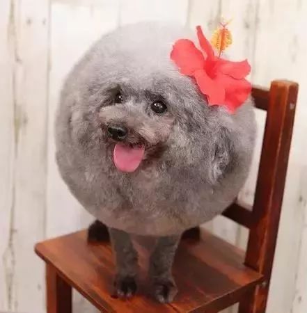 时尚前沿的“贵宾咩咩装”，到底是羊还是狗啊？