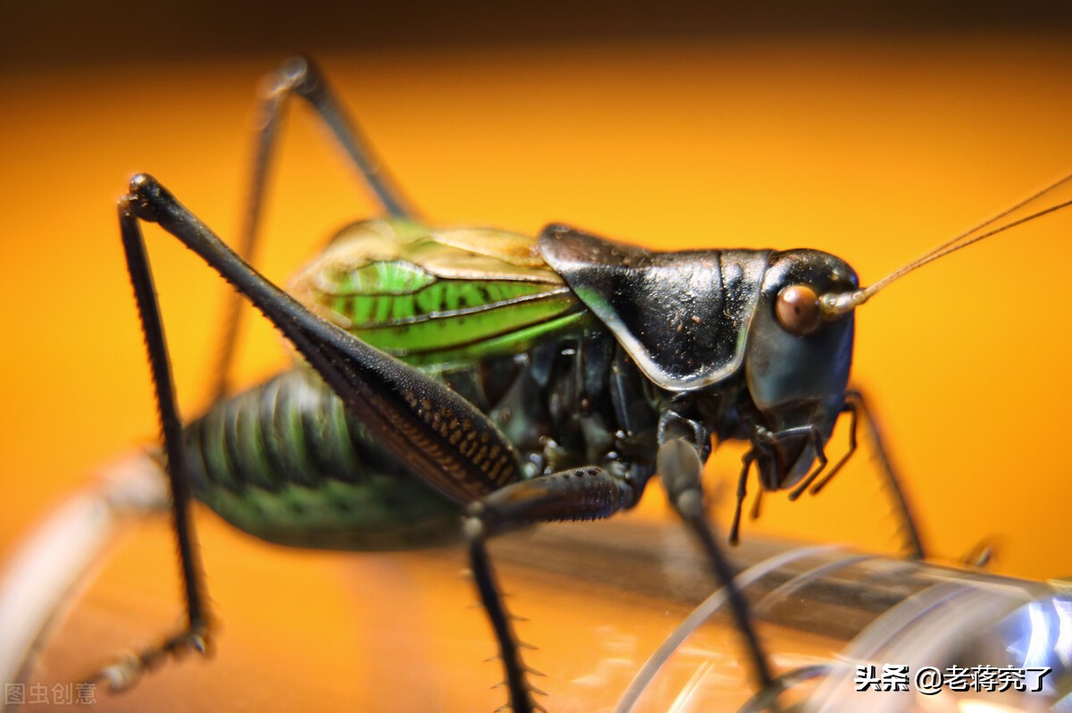 冬天到鸣虫叫，老蒋玩虫记之蝈蝈的形态特征和生活习性
