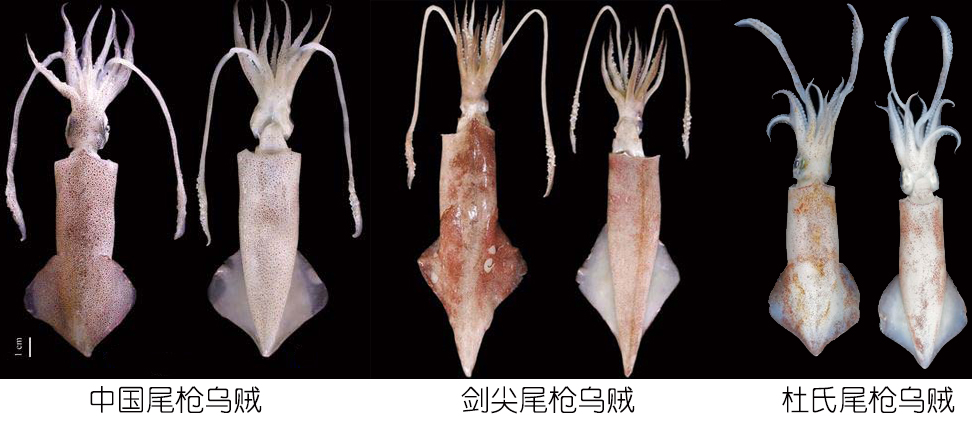 海鲜认识和吃法,海鲜解析