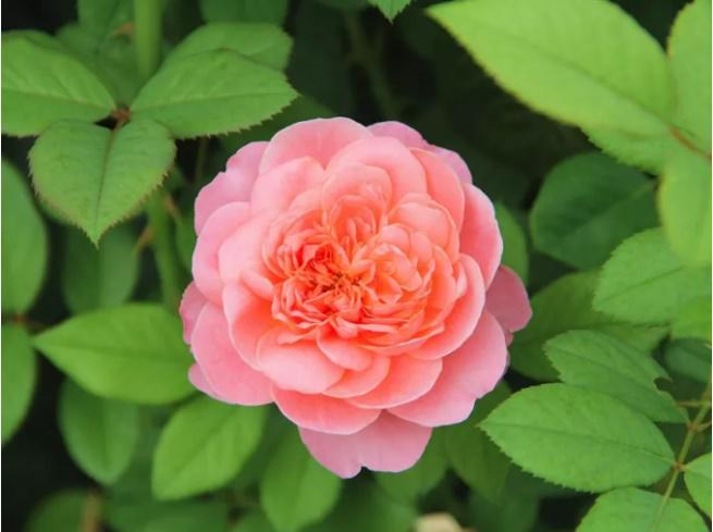 英玫、法玫、日月，这些欧月品种都来自欧洲吗？