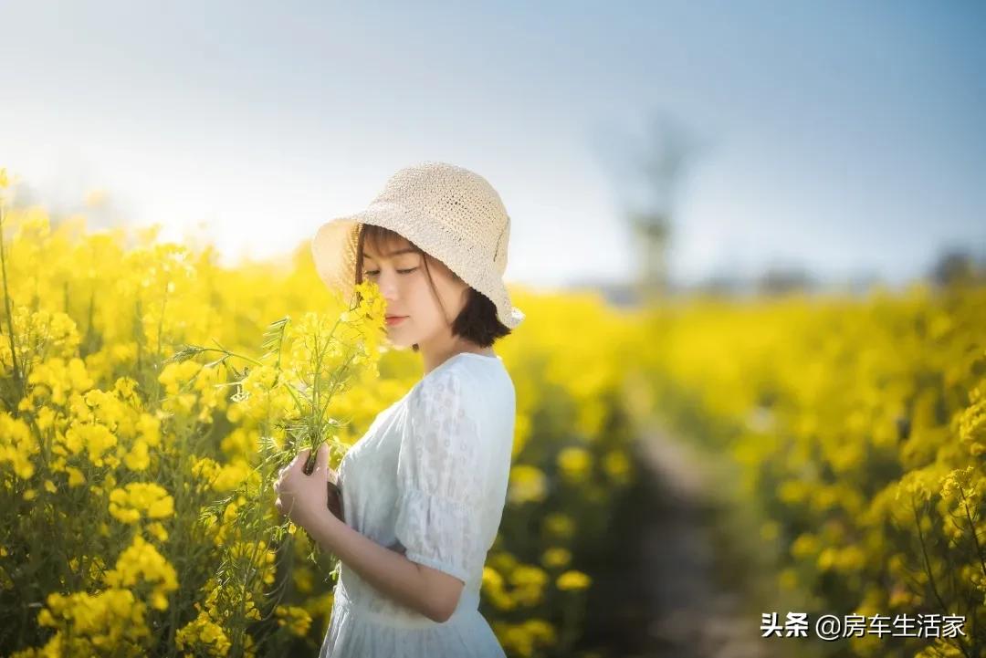 金黄的油菜花让你留连忘返,春季打卡好地方油菜花开醉游人