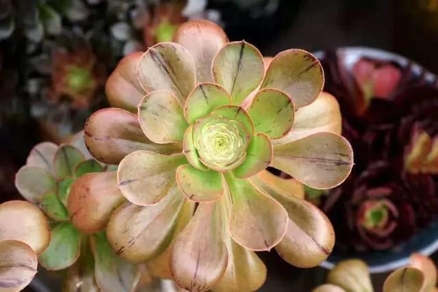 多肉法师韶羞现在能摘心吗,多肉法师欧紫跟韶羞的对比图