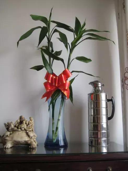 富贵竹养几根最合适,富贵竹一个花瓶里放双数还是单数