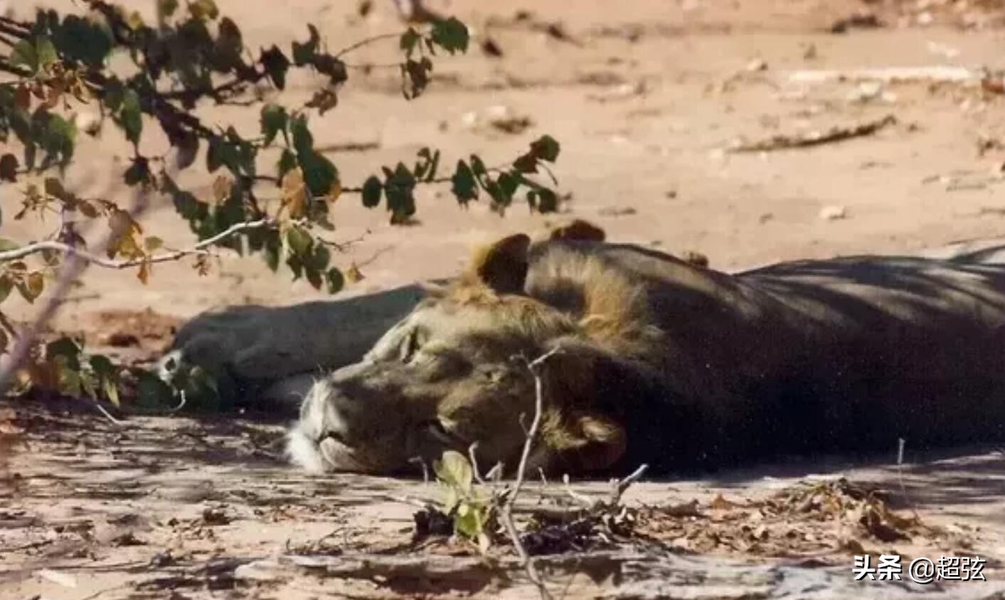 当你遇到狮子,遇到狮子该怎么办的搞笑版