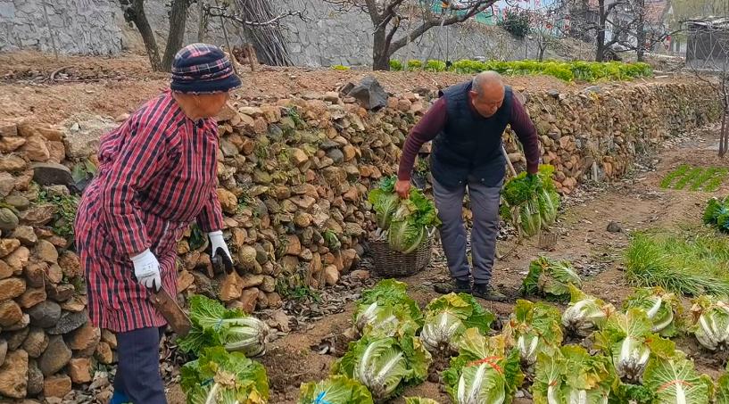 小雪过后白菜没包心怎样过冬,白菜小雪之后还能生长吗