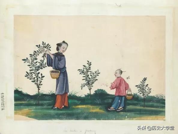 清朝的茶叶为什么是贸易品,清朝时期的茶叶贸易政策