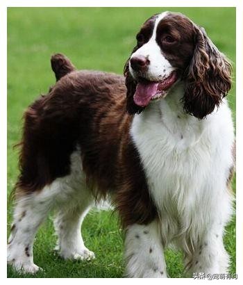 缉毒犬史宾格图片高清大图,十大适合当警犬的犬排名史宾格犬