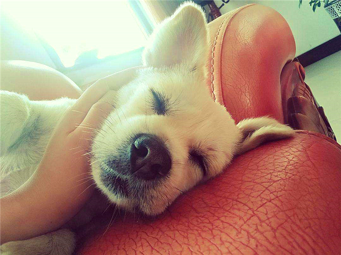 狗狗喂得过饱有什么坏处,辟谣狗狗不能吃盐会有泪痕