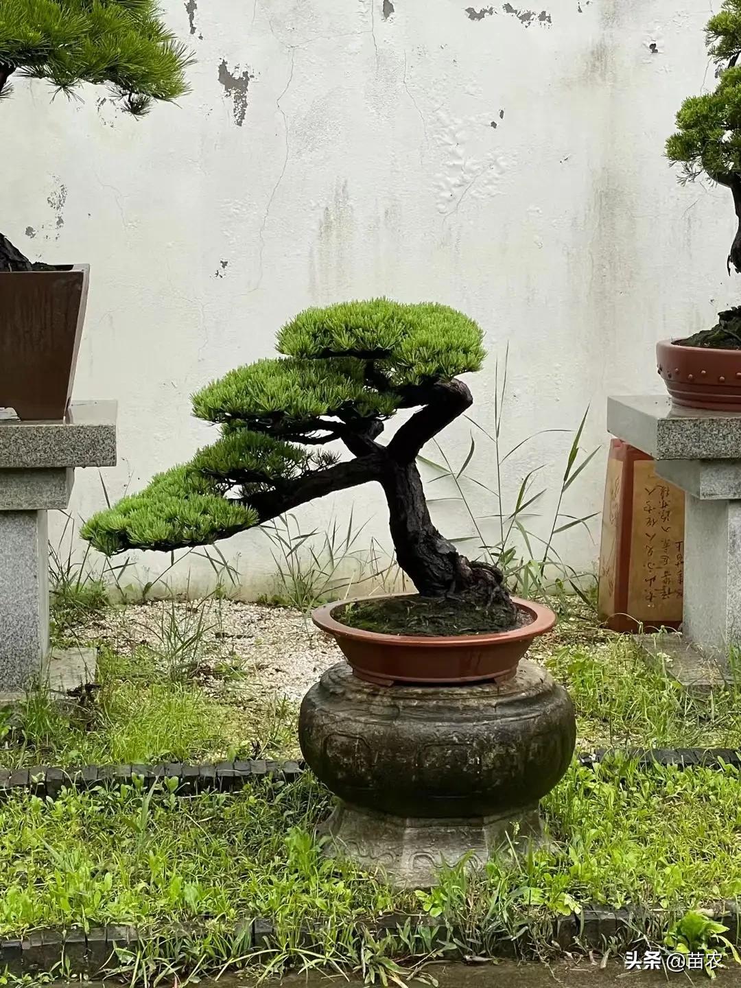 精品小黑松盆景 (黑松盆景制作视频)