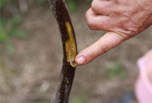 猕猴桃伤流解决办法,什么是猕猴桃伤流期