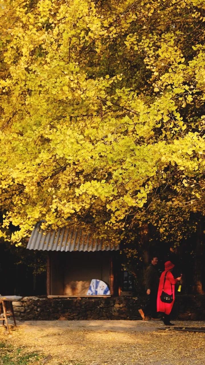 9月云南旅游景点攻略大全,云南旅游景点一日游排名前三