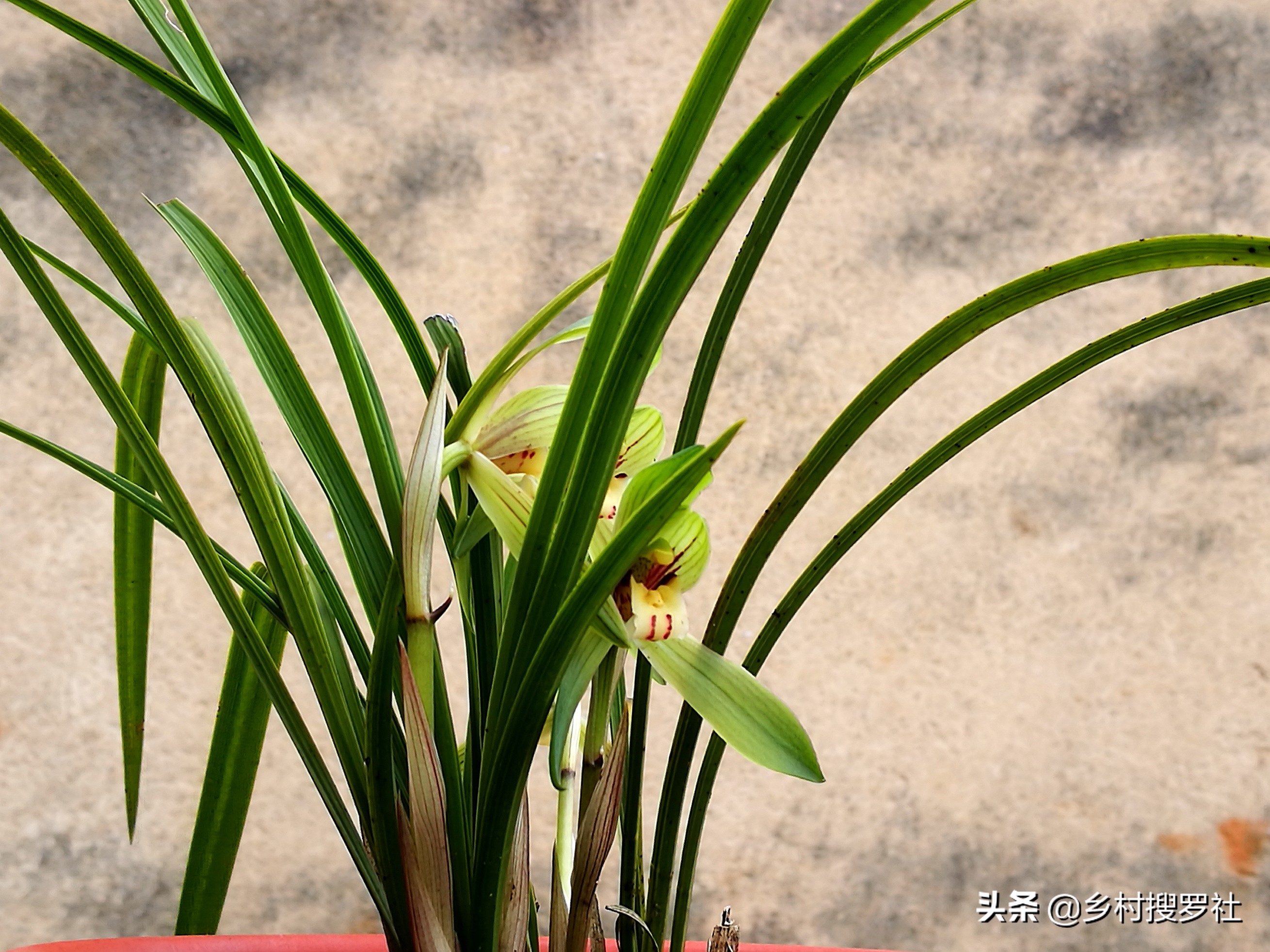 兰花如何栽培才长得好,兰花如何栽培才能长得茂盛