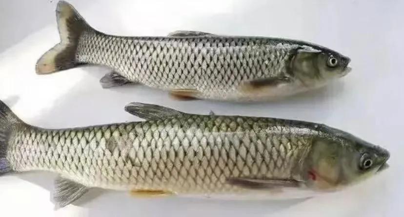 草鱼如何防治肝胆综合征,草鱼肝胆综合症的疑难治疗难点