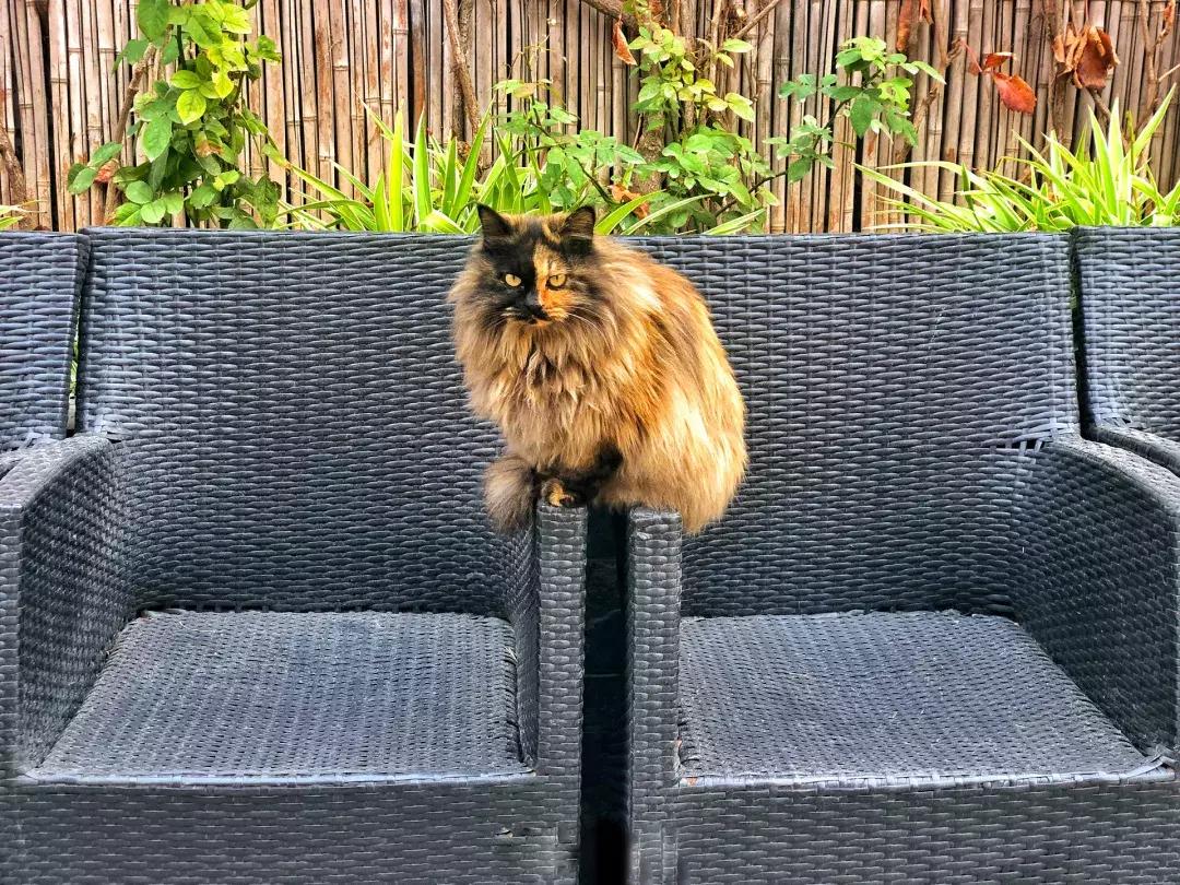 庄太极：hello，飞起的小拖把，有一种美，动静皆宜