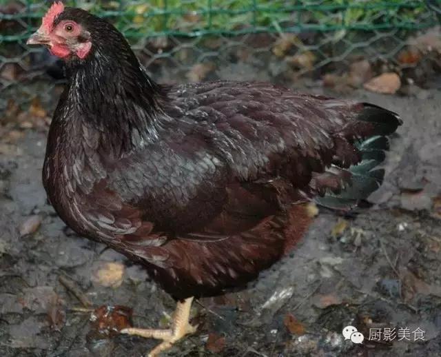 全世界的鸡都在这了，有你认识的吗？