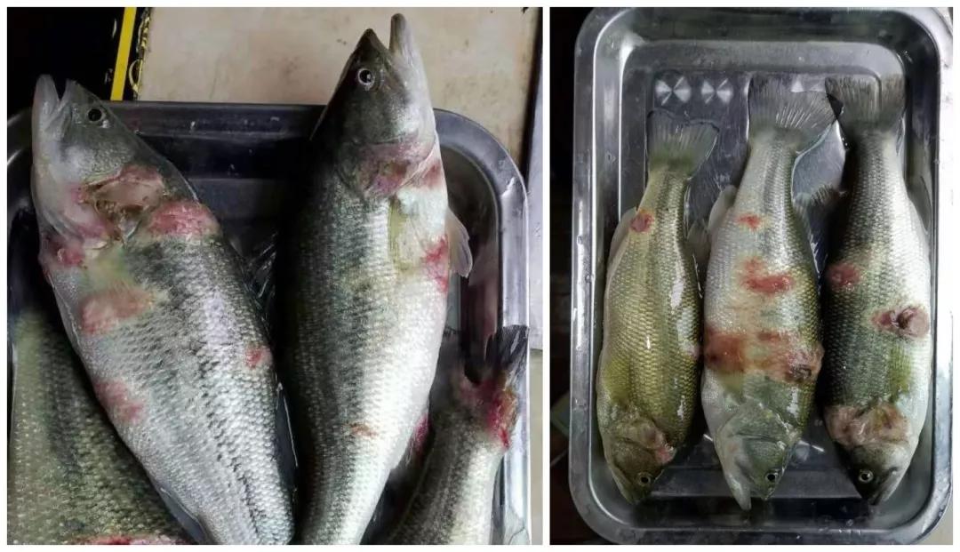 鱼类水霉病治疗好的视频,鱼水霉病发病原因