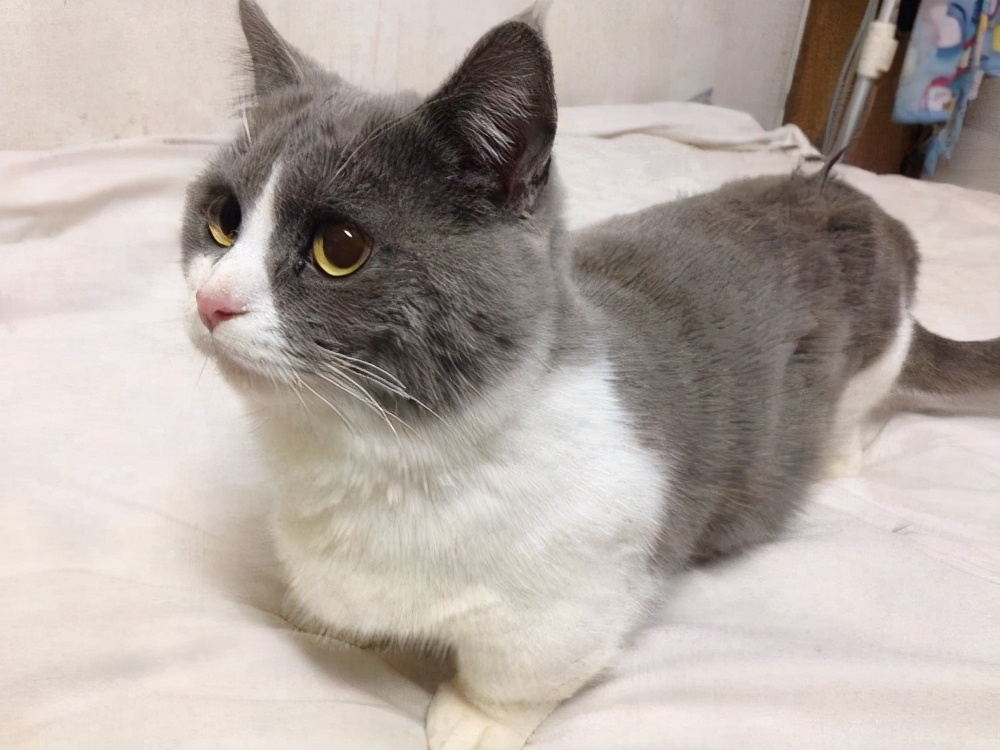 英短14斤算胖吗,英短猫越来越胖怎么办