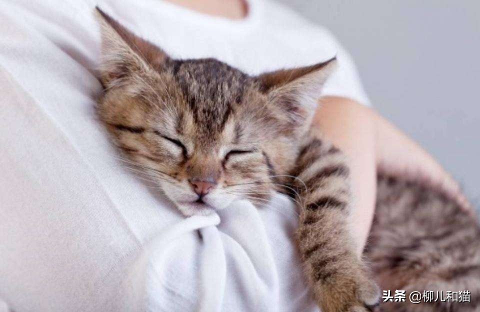 猫咪绦虫驱不干净,猫咪绦虫会不吃不喝吗