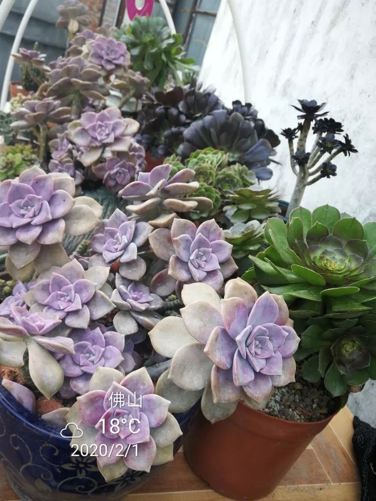 一杯清茶一道暖阳,一杯清茶温暖的时光