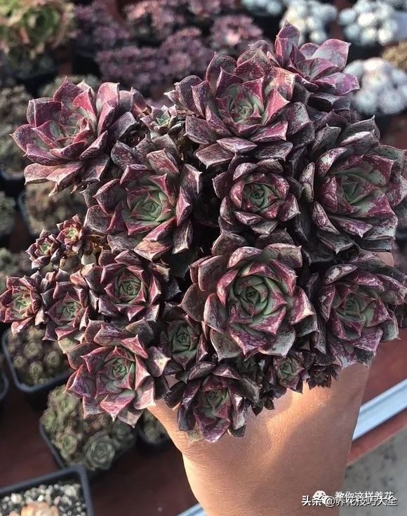 君子兰小白虫用什么家庭药处理,养了20多年的君子兰烂心了