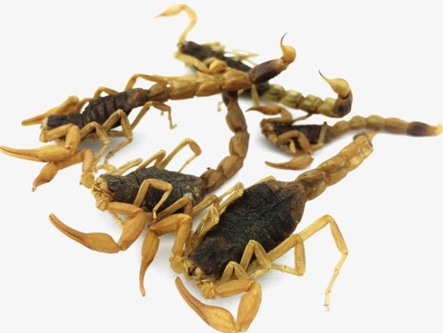 蜈蚣和全蝎均能息风止痉,全蝎息风止痉的功效