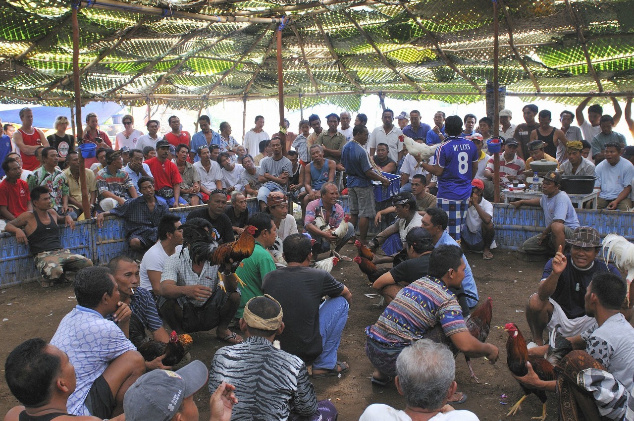 斗鸡不怎么敢打架,斗鸡是不是天生就不敢和土鸡打
