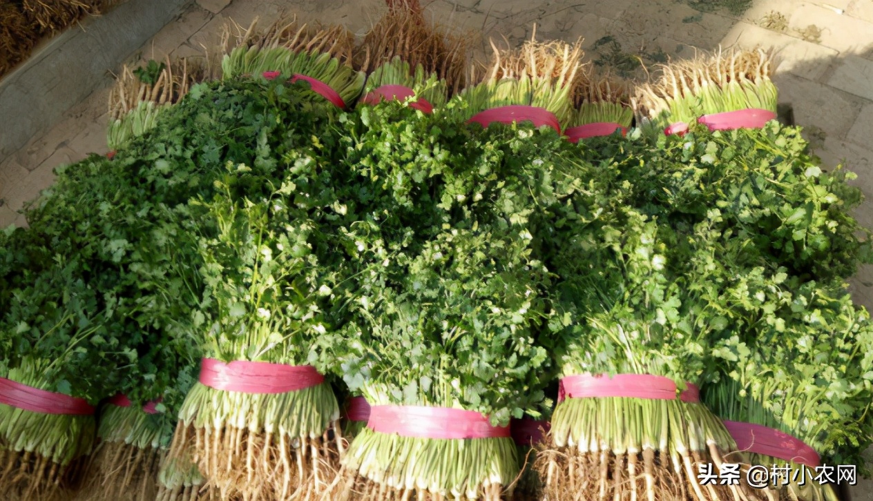 农村适合穷人的18个创业项目,想在农村创业做项目