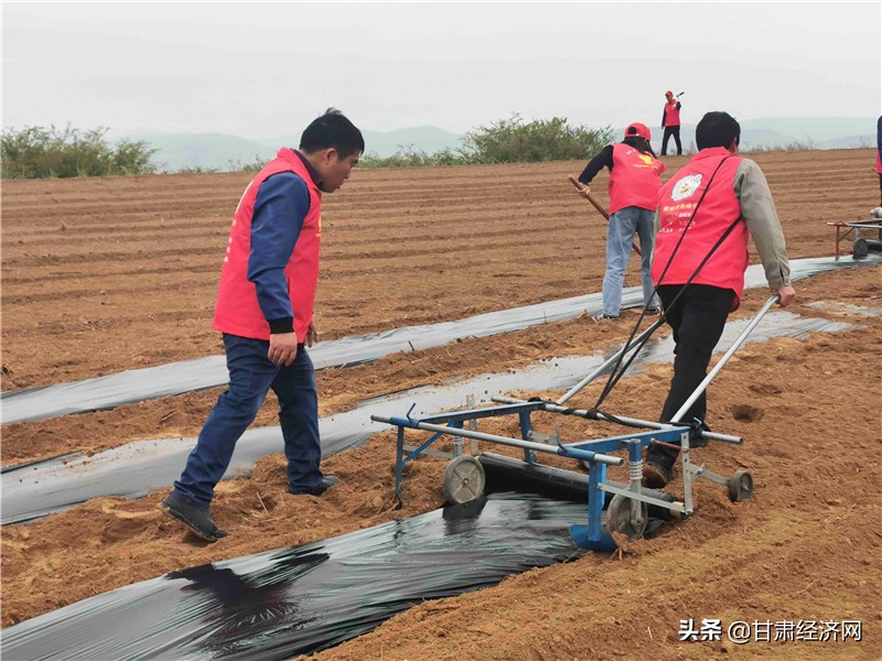 庆城红蜜蜂,庆城县红蜜蜂