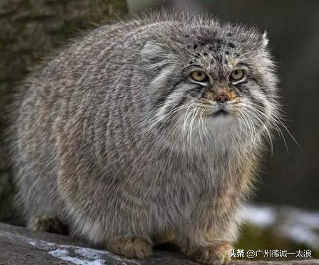 世界上十大很少见到的动物,世界上最受欢迎的动物排行榜