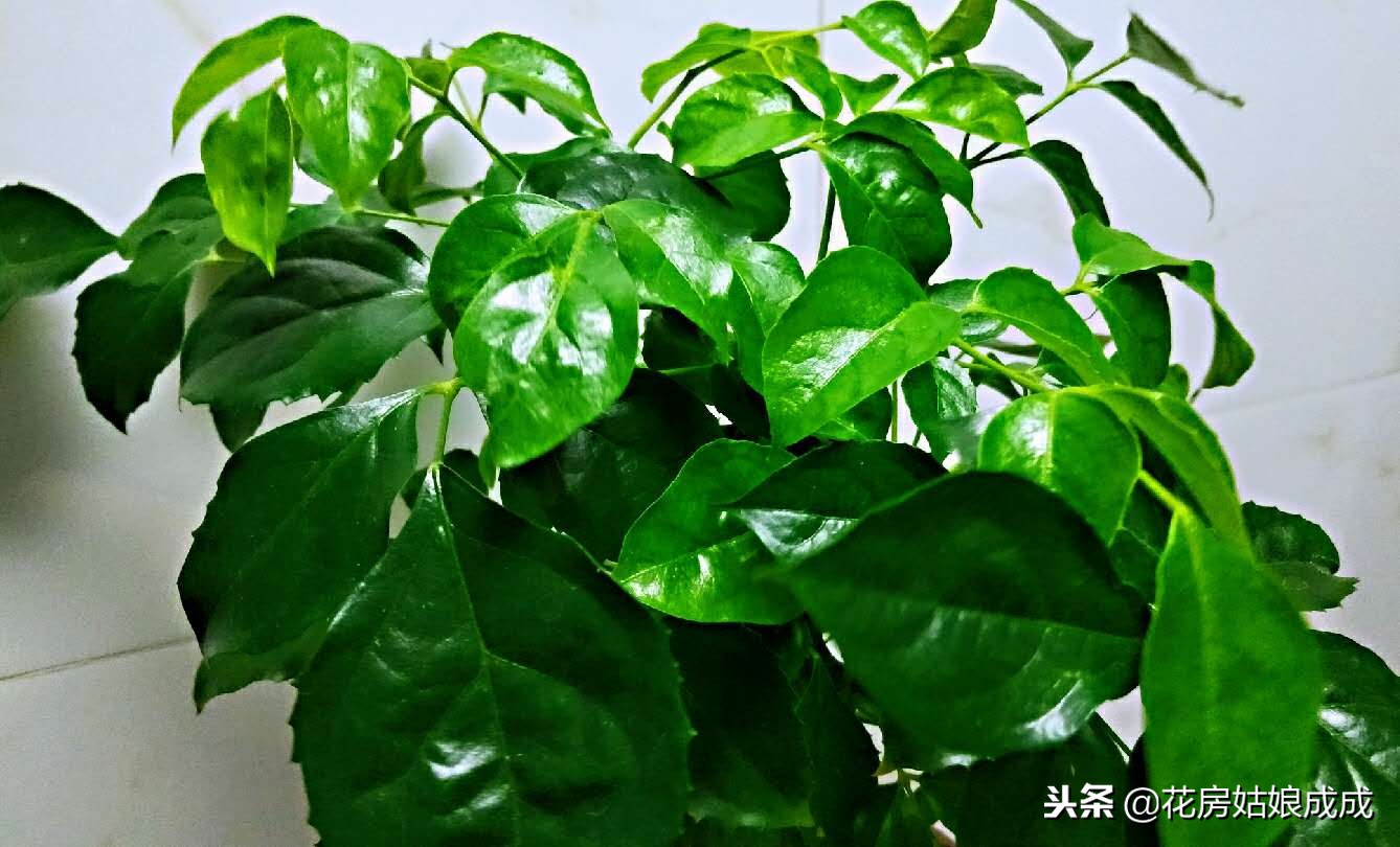 花盆里放泡沫能预防积水吗,花盆太深在底下放泡沫可以吗