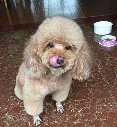 养泰迪必须知道的知识,饲养泰迪犬的五大坏处