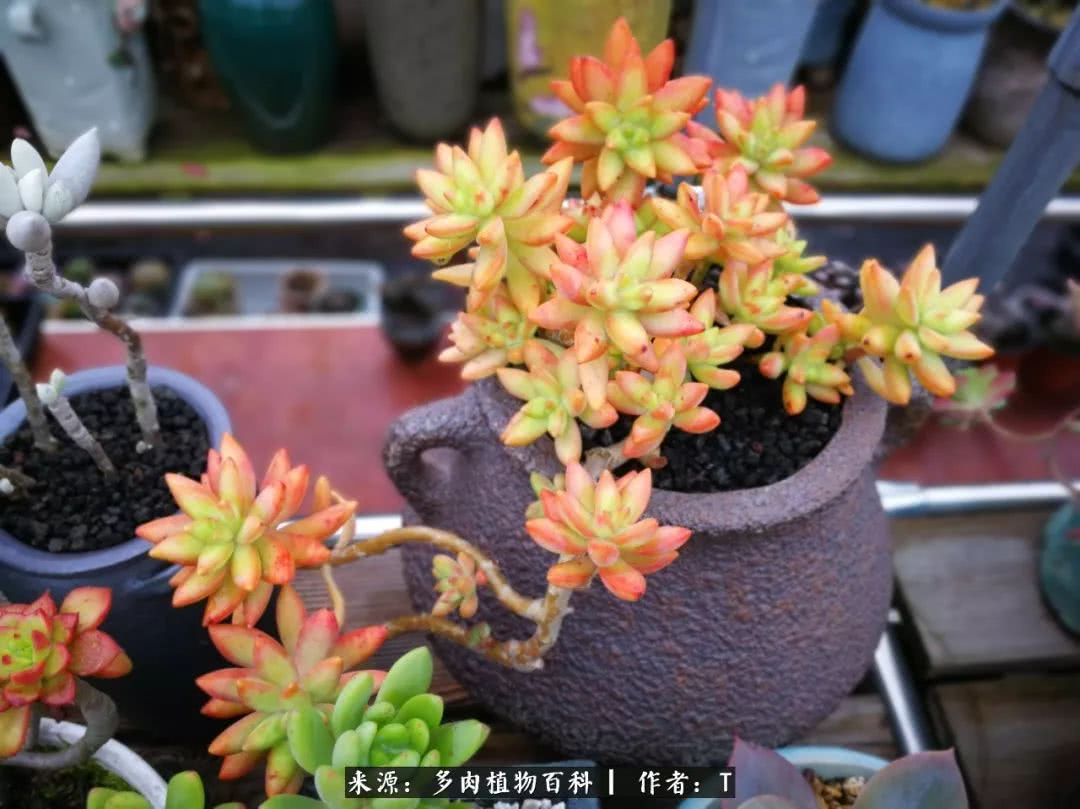 多肉还可以这样玩(上):八年养肉路剪影!