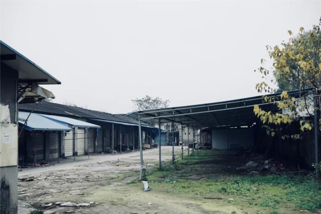 成都黄田坝鸟市在哪里,成都黄田坝鸟市