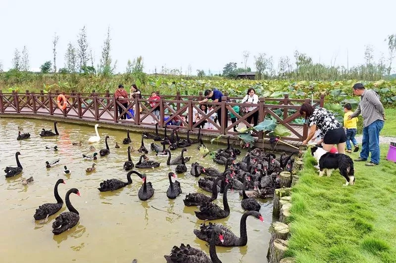长沙洋沙湖,长沙洋湖附近游玩