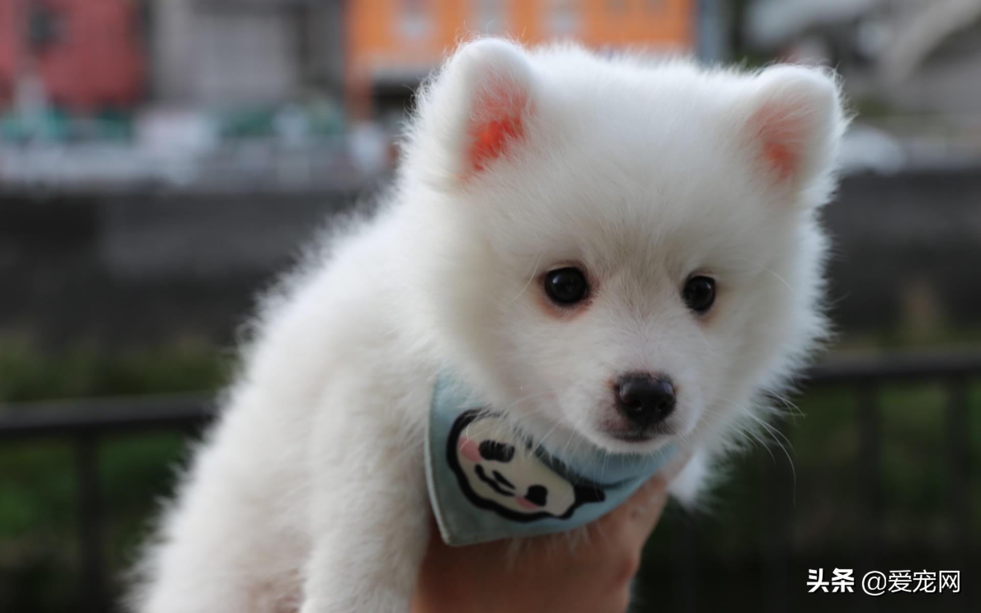 狗狗品种大全搞笑可爱,最可爱的狗狗品种排名图片