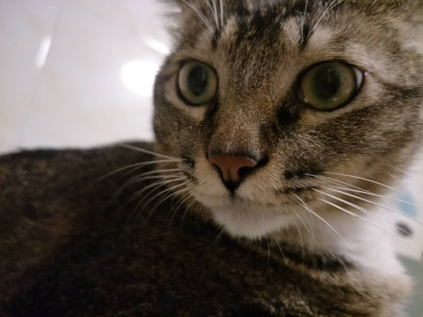 关于猫咪耳朵的6个有趣小秘密,关于猫咪眼睛的5个小秘密