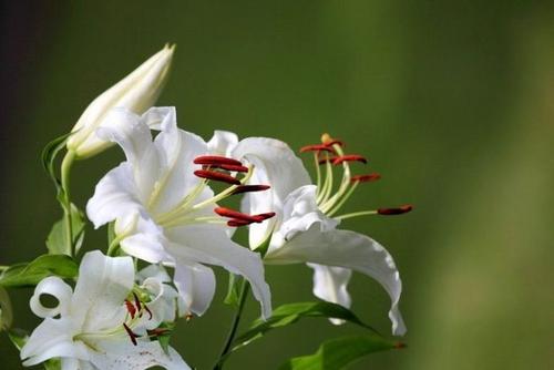 百合花花期后怎么养护来年再出芽,百合花怎么养护多长时间能开花
