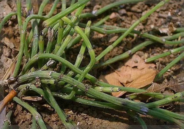 这种野草300元一斤在农村很常见,农村常见的一种野草农民不认识的