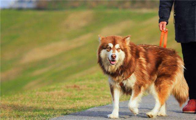带你走进阿拉斯加雪橇犬的世界，你想了解的，这里都有