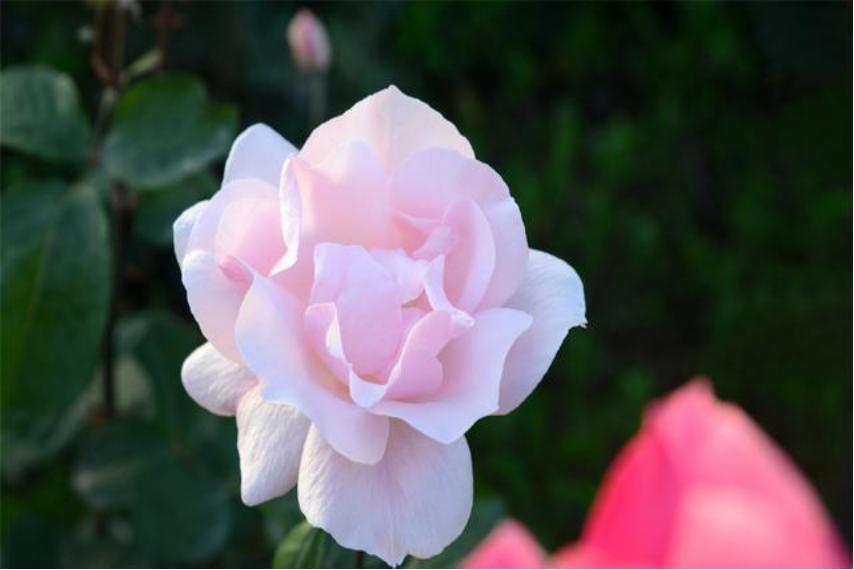 芍药花如何养殖和管理视频,芍药花栽培与养殖视频教学下载