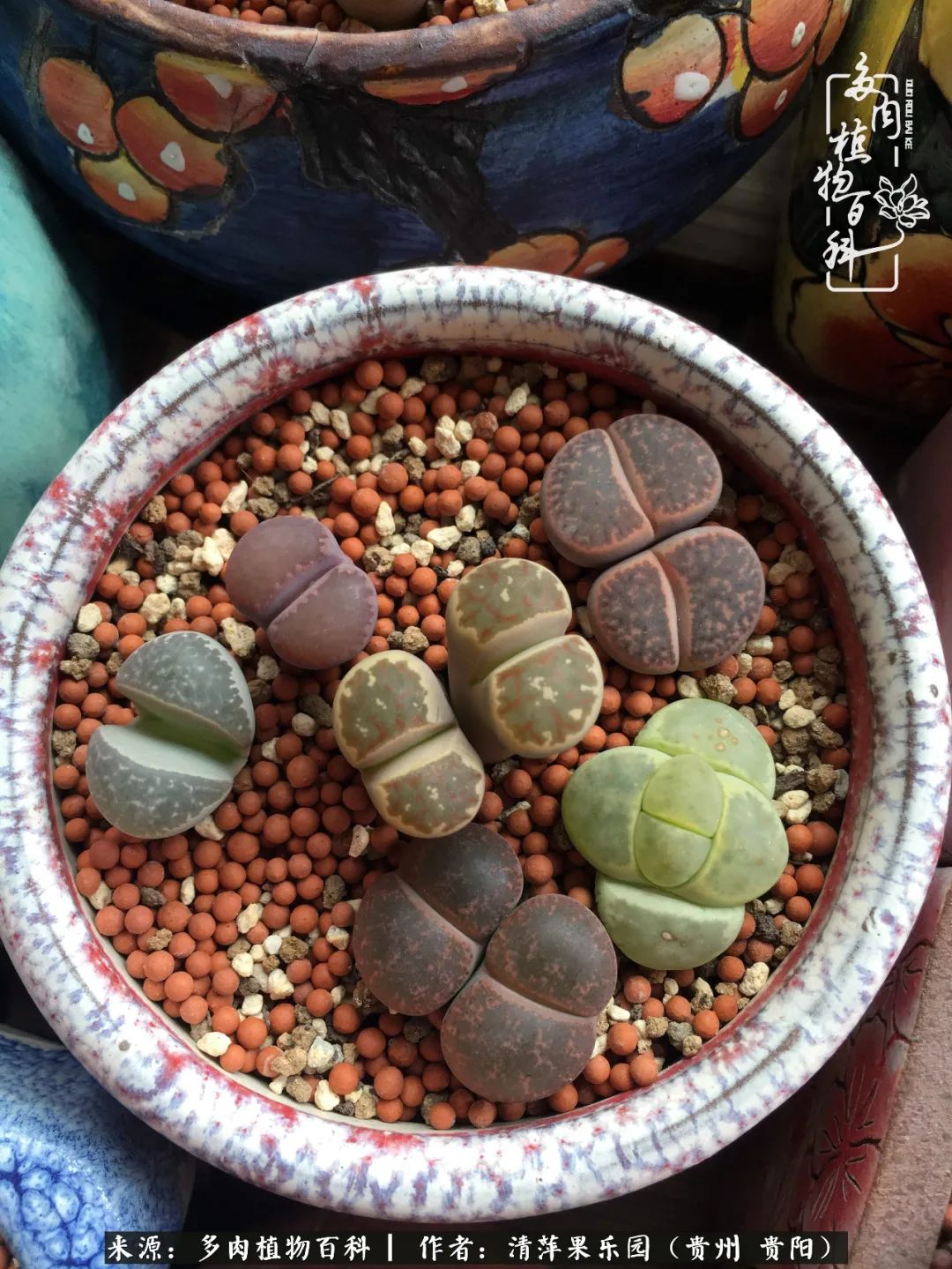 生石花庭院,晶莹剔透的生石花