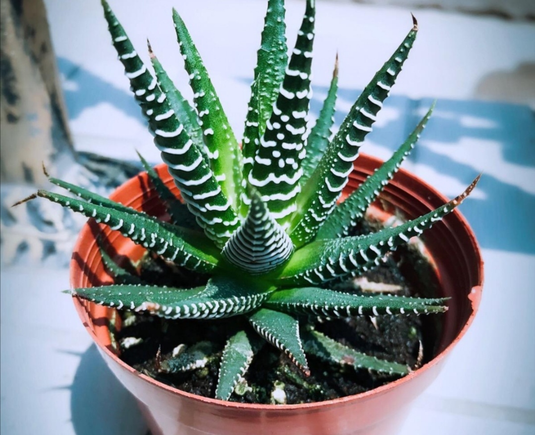 家里养的芦荟怎么做好吃,家里养芦荟的用法和功效