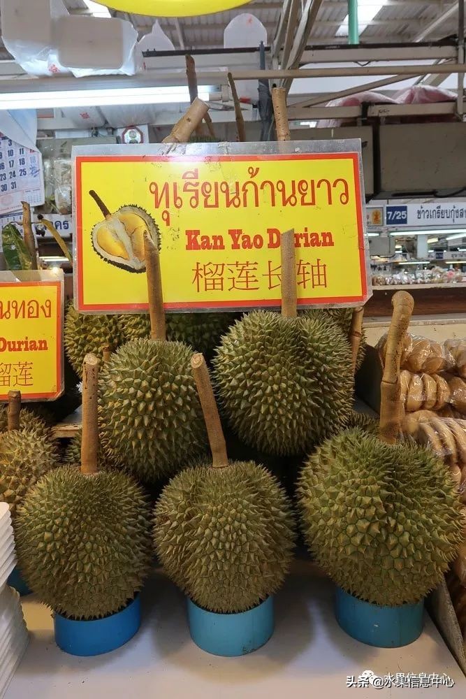 泰国最好的榴莲是什么榴莲,泰国榴莲与越南榴莲