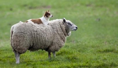 动物是怎样无性生殖的,动物无性生殖的几种方式