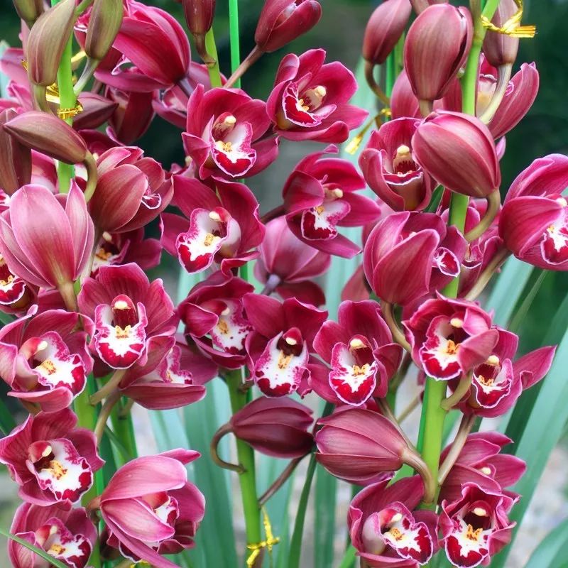 过年家里必摆的九道菜,过年家里摆的喜庆的物件