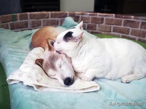 当小猫咪遇上大型犬,当小猫咪遇到大狗狗真是太温馨了