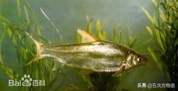 松花江名鱼三花五罗十八子,三花五罗十八子鳇鱼