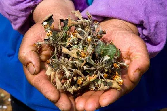 果树打了草铵膦怎么解药害,果树药害的补救措施