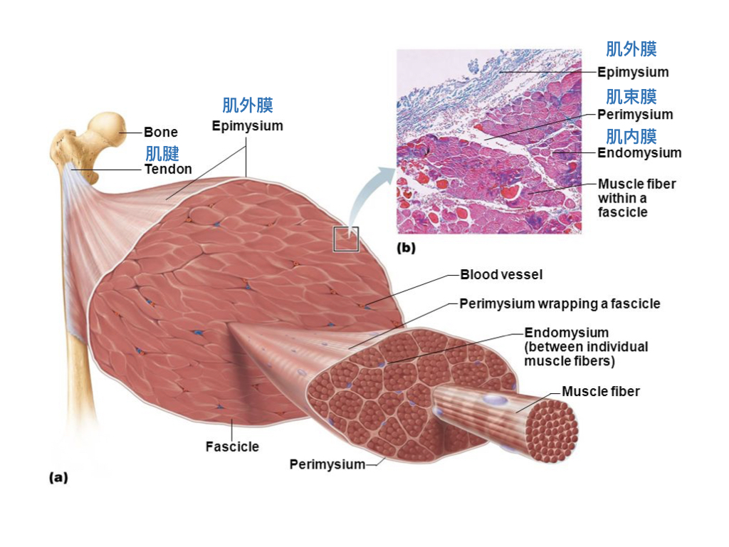 拉筋拉伸,拉伸拉筋