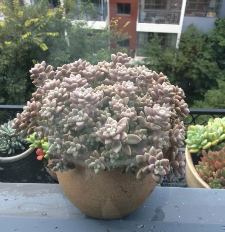 多肉出侧芽，不想要？用这3招“修理”！